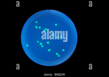 Bakterien-Kolonien mit einem Quallen-gen für GFP (grün fluoreszierendes Protein) verursacht grüne Biolumineszenz verwandelt. Stockfoto