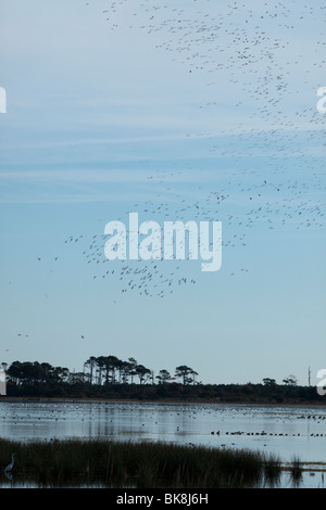 Tausende von Schneegänsen landen auf dem Wasser der Chincoteague National Wildlife Refuge auf Assateague Island, Virginia.  Fliegen Stockfoto