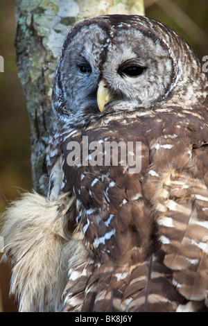 Diese Streifenkauz bei Pocomoke River State Park in Maryland ist unter der Obhut des National Park Service. Stockfoto
