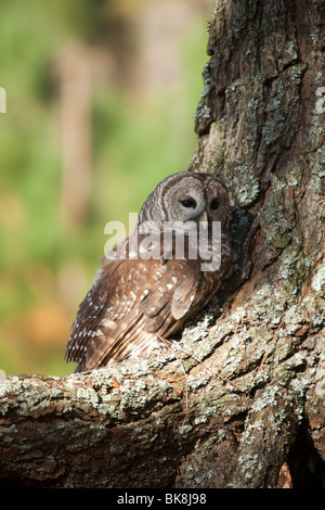 Diese Streifenkauz bei Pocomoke River State Park in Maryland ist unter der Obhut des National Park Service. Stockfoto