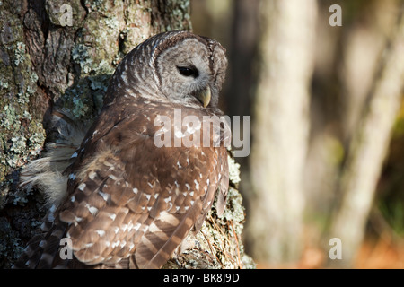 Diese Streifenkauz bei Pocomoke River State Park in Maryland ist unter der Obhut des National Park Service. Stockfoto