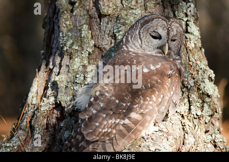 Diese Streifenkauz bei Pocomoke River State Park in Maryland ist unter der Obhut des National Park Service. Stockfoto