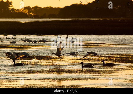 Silhouette Enten und Gänse Schnee sonnen sich im Schein des Sonnenuntergangs in der Chincoteague National Wildlife Refuge auf Assateague Insel, V Stockfoto