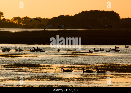 Silhouette Enten und Gänse Schnee sonnen sich im Schein des Sonnenuntergangs in der Chincoteague National Wildlife Refuge auf Assateague Insel, V Stockfoto