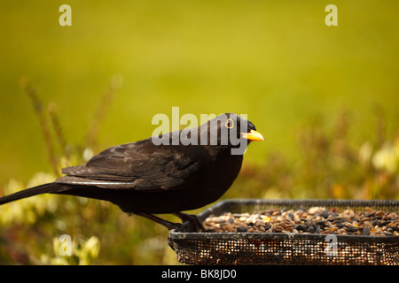 Männliche Amsel auf Feeder. Stockfoto