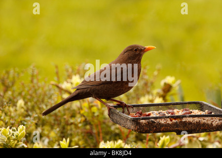 Weibliche Amsel auf feeder Stockfoto