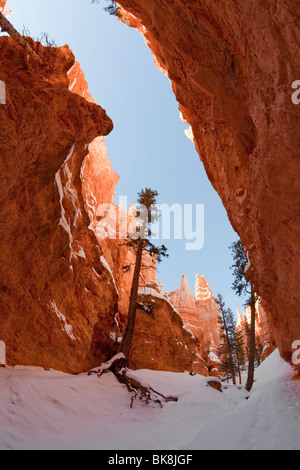 Hoodoos steigen auf allen Seiten des Bryce Canyon Nationalpark Navajo Loop Trail im südlichen Utah. Stockfoto