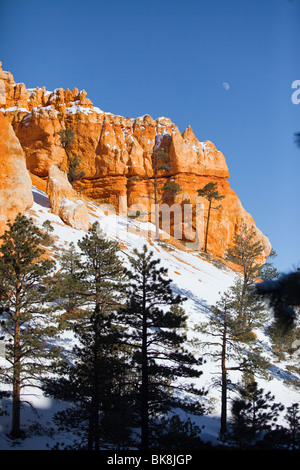 Hoodoos steigen auf allen Seiten des Bryce Canyon Nationalpark Navajo Loop Trail im südlichen Utah. Stockfoto