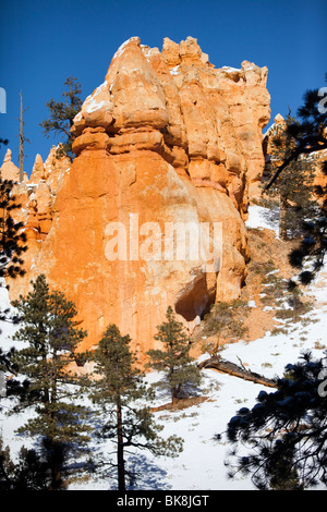 Hoodoos steigen auf allen Seiten des Bryce Canyon Nationalpark Navajo Loop Trail im südlichen Utah. Stockfoto