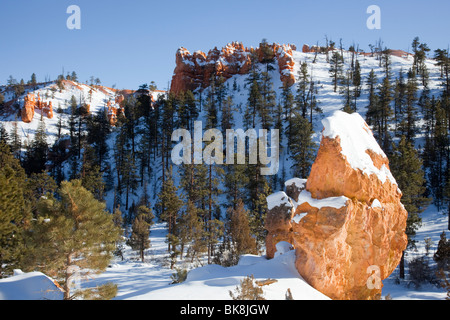 Hoodoos steigen auf allen Seiten des Bryce Canyon Nationalpark Navajo Loop Trail im südlichen Utah. Stockfoto