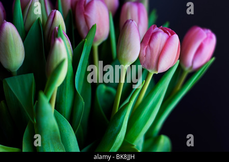 Eine Reihe von rosa Tulpen vor schwarzem Hintergrund Stockfoto