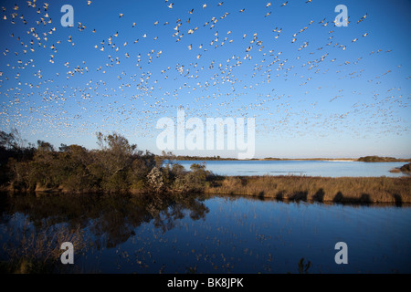 Tausende von Schneegänsen im Chincoteague National Wildlife Refuge auf Assateague Island, Virginia, abnehmen gleichzeitig. Stockfoto