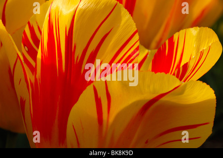 Nahaufnahme von einer orange und gelb bunte Tulpe Stockfoto