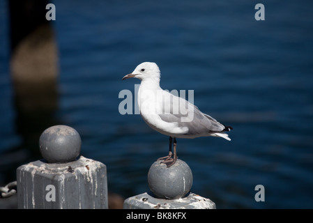 Nahaufnahme einer Möwe sitzt auf einem Pfosten am Meer Stockfoto