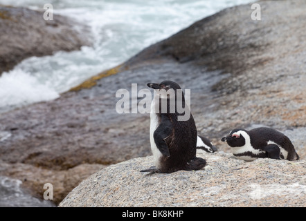 Nahaufnahme von einem jungen und eine Erwachsene afrikanische Pinguin am Strand in Südafrika Stockfoto