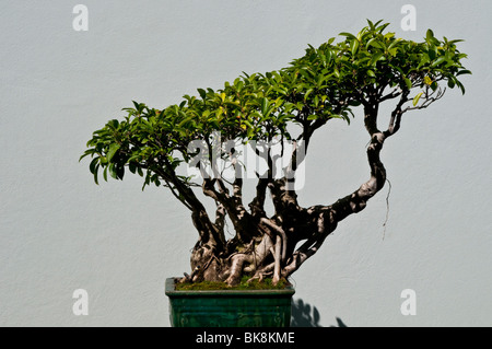 Chinesischen Bonsai-Baum, Chinese Garden, Sydney, Australien Stockfoto
