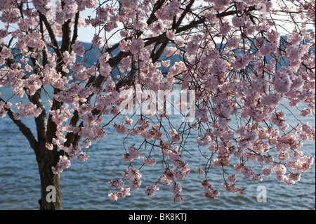 Eine Rosa blühenden Kirschbaum blüht auf der Küste von Japan Lake Suwa, April Stockfoto