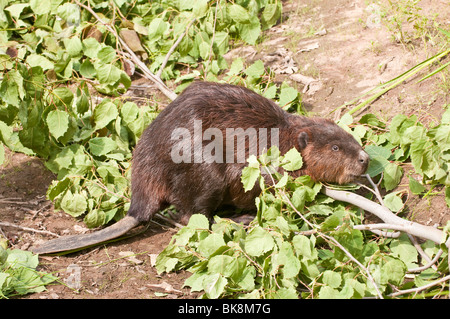 Nordamerikanische Biber Castor Canadensis, Minnesota, USA Stockfoto