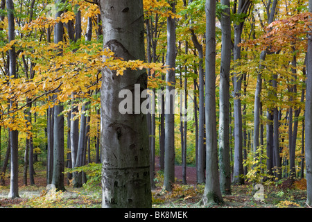 Bunte Buchenwald im Herbst Stockfoto