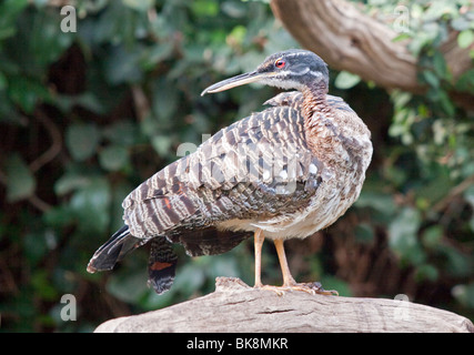 Sunbittern (Helias Amerika) Stockfoto