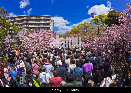 Münze durch die Kirsche blüht Menge Osaka Stockfoto
