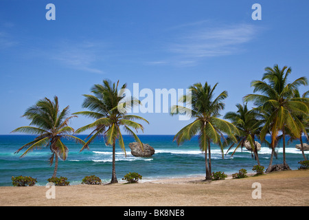 Bathsheba, Ostküste, Barbados, Caribbean Stockfoto