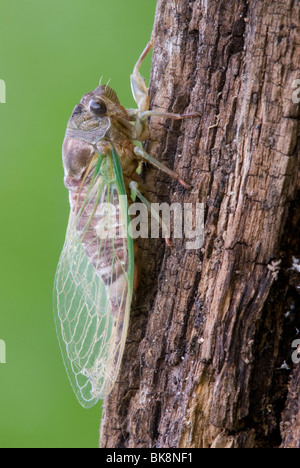 Zikade Dogday Harvestfly Tibicen canicularis nach aus Nymphal Haut im Osten der USA, durch Überspringen Moody/Dembinsky Foto Assoc Stockfoto