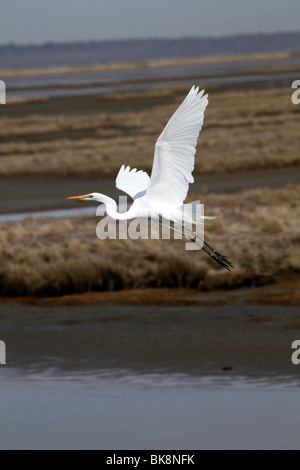 Silberreiher, Ardea Alba, fliegen über eine Salzwiesen. Edwin B. Forsythe Wildlife Refuge, New Jersey, USA Stockfoto