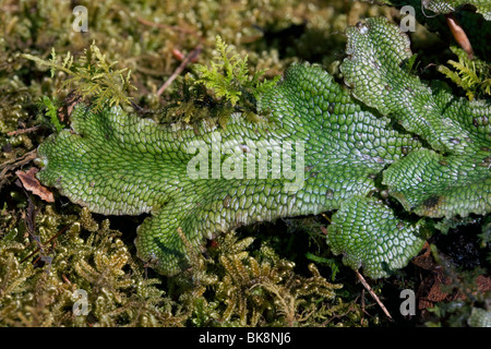 Liverworts (Marchantia), E Nordamerika, von Dembinsky Photo Assoc Stockfoto