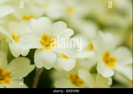 Primula vulgaris, Primel Blumen Stockfoto