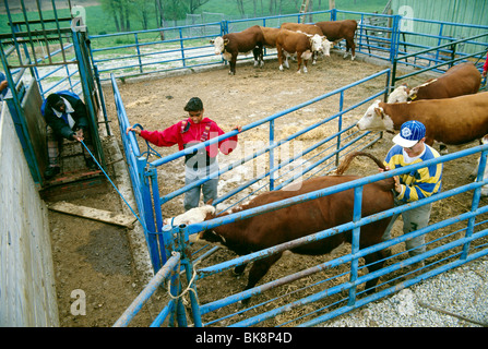 Schülerinnen und Schüler in einem Scheunenhof Gehege mit Vieh, Saul School of Agricultural Science, Philadelphia, Pennsylvania, USA Stockfoto