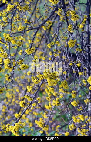 Cornelian Cherry Cornus Mas gelbe Frühling Blumen blühender Hartriegel Stockfoto