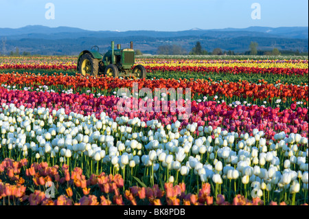 Bereich der Tulpen, Blumen und John Deere Traktor Stockfoto