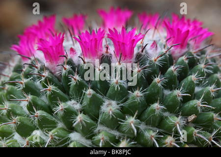 Cactus Mammillaria Haageana Blumen hautnah Mamilaria Stockfoto