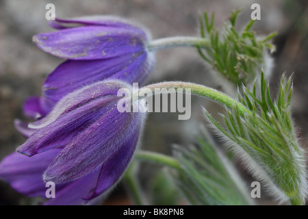 Pasque Frühlingsblumen blühen Pulsatilla vulgaris Stockfoto