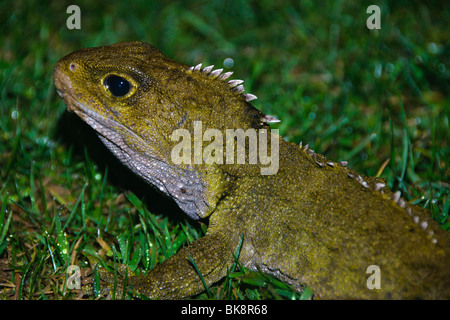 Stephens Insel Tuatara (Sphenodon Punctatus) - eine seltene und endemische Neuseeland Reptil Stockfoto