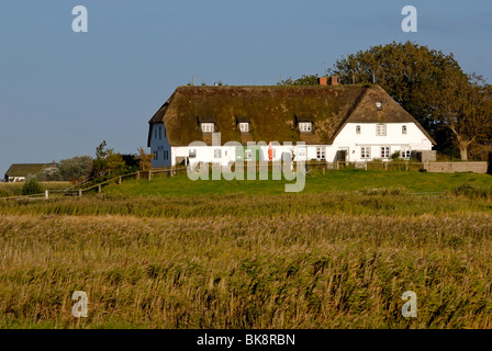 Künstliche Wohnhügel, bekannt als Terp, Warft oder Wurt, Pellworm, Nordfriesische Inseln, Nordfriesland Bezirk, Schleswig-Ho Stockfoto