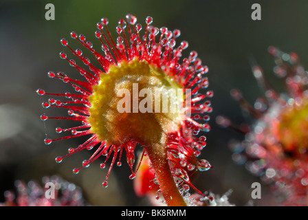 Sonnentau oder Runde-leaved Sonnentau (Drosera Rotundifolia), Breitenburger Moor, Schleswig-Holstein, Deutschland, Europa Stockfoto