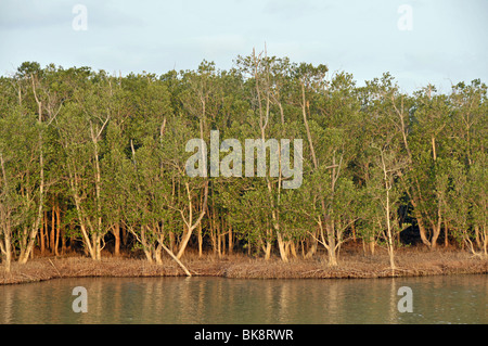 Santa Lucia Wetland Park in St Lucia, Kwazulu-Natal, Südafrika, Afrika Stockfoto