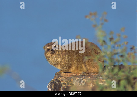 Rock Hyrax (Procavia Capensis), Hardap Damm, Namibia, Afrika Stockfoto