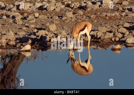 Impala (Aepyceros Melampus), trinken aus einem Wasserloch, Etosha Nationalpark, Namibia, Afrika Stockfoto