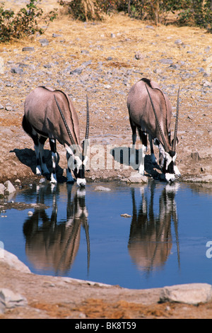 Oryx (Oryx Gazella) trinken aus einem Wasserloch, Etosha Nationalpark, Namibia, Afrika Stockfoto