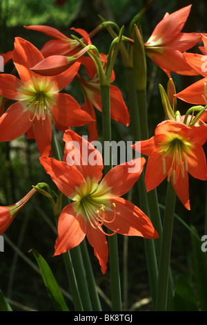 Orange Lilie Blume in Kerala lilium Stockfoto