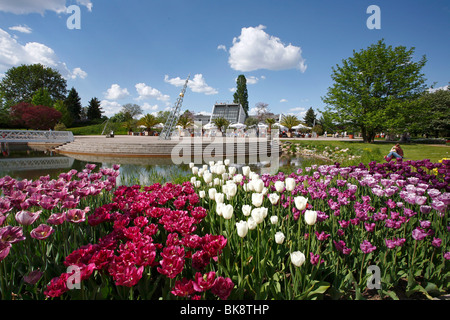 Tulipan, blühen Tulpen in der Kalenderplatz quadratisch, Britzer Garten Park in Berlin, Deutschland, Europa Stockfoto