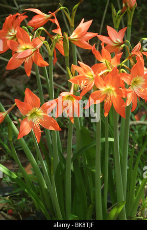 Orange Lilie Blume in Kerala lilium Stockfoto