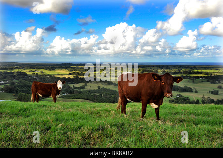 Rinder grasen auf einer Farm in Coolamon Scenic Drive über Byron Bay Australien Stockfoto