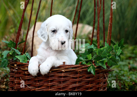 English Setter Welpen Stockfoto