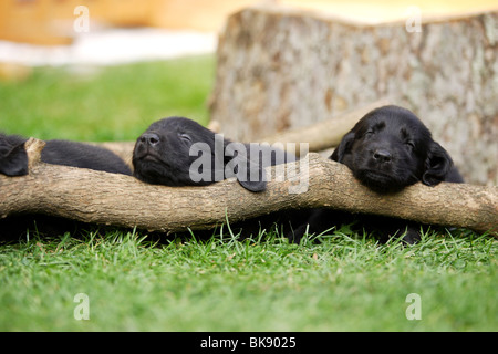 Flat Coated Retriever Welpen Stockfoto