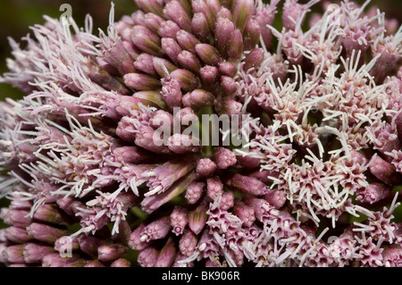 Hemp Agrimony (Eupatorium Cannabinum) Stockfoto