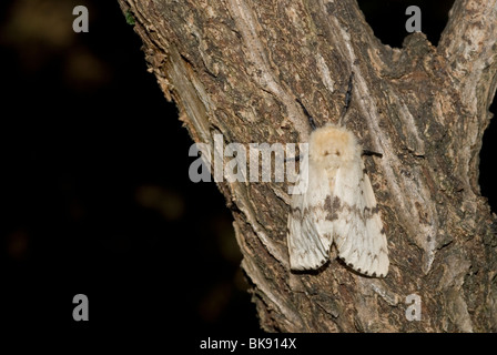 Weibliche Erwachsene Schwammspinner (Lymantria Dispar) Stockfoto